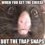 ScaredRat | WHEN YOU GET THE CHEESE; BUT THE TRAP SNAPS | image tagged in scaredrat | made w/ Imgflip meme maker