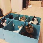 cat organizer