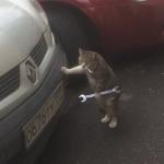 Mechanic cat