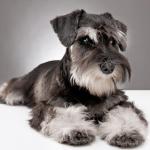 Down Schnauzer