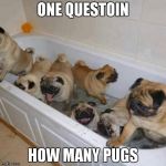 TO many pugs | ONE QUESTOIN; HOW MANY PUGS | image tagged in pugs | made w/ Imgflip meme maker