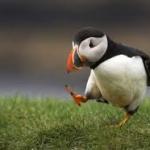 Unpopular puffin