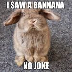 Bunny | I SAW A BANNANA; NO JOKE | image tagged in bunny | made w/ Imgflip meme maker