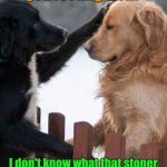 The Cat Couldn't Stop Laughing | You feel warm. Are you feeling well? I don't know what that stoner kid put in my food, but my tail was chasing ME last night. | image tagged in dogs,sick puppy,hangover,stoned | made w/ Imgflip meme maker