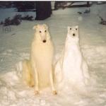 dog and snow dog