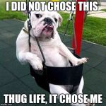 bulldog thug | I DID NOT CHOSE THIS; THUG LIFE, IT CHOSE ME | image tagged in bulldog thug | made w/ Imgflip meme maker