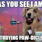 Science Dog | AS YOU SEE I AM; STUDYING PAW-DICLES | image tagged in science dog | made w/ Imgflip meme maker