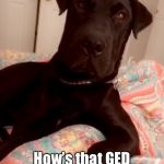 Emmett Is Listening | So... How’s that GED working for you? | image tagged in emmett is listening | made w/ Imgflip meme maker