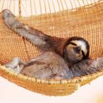 sloth hammock