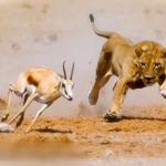 Lion chase