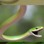 Bad Pun Snake meme