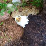 bald eagle laying on the ground