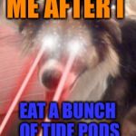 Tide pod dog | ME AFTER I; EAT A BUNCH OF TIDE PODS | image tagged in tide pod dog | made w/ Imgflip meme maker