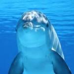 Dolphin  meme