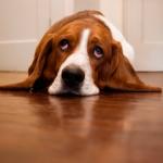Sad Dog Bassett Hound