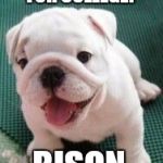 Bad pun bulldog pup  | WHAT DID THE BUFFALO SAY WHEN HIS SON LEFT FOR COLLEGE? BISON | image tagged in bad pun bulldog pup,jbmemegeek,cute dog,cute puppies,puppies,funny dogs | made w/ Imgflip meme maker
