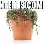 dead plant | WINTER IS COMING | image tagged in dead plant | made w/ Imgflip meme maker