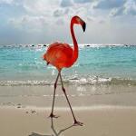 Flamingo shadow