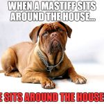 Cute Mastiff | WHEN A MASTIFF SITS AROUND THE HOUSE... HE SITS AROUND THE HOUSE!!! | image tagged in cute mastiff | made w/ Imgflip meme maker