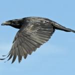 common raven in flight