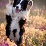 Border Collie High Five