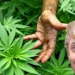 Marijuana Making America Green Again 25000 and counting Uses  meme