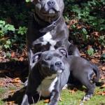 Dogs Staffordshire Bull Terriers