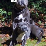 Dogs Staffordshire Bull Terriers | "SHE DOESENT CARE WHAT STANDS IN FRONT OF HER"; "AS LONG AS SHE KNOWS WHO STANDS BEHIND HER" | image tagged in dogs staffordshire bull terriers | made w/ Imgflip meme maker