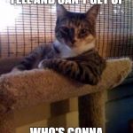 cats | SHIT, THE OLD LADY FELL AND CAN'T GET UP; WHO'S GONNA FEED ME NOW | image tagged in cats | made w/ Imgflip meme maker