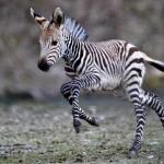 Cute Baby Zebra meme