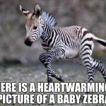 Cute Baby Zebra | HERE IS A HEARTWARMING PICTURE OF A BABY ZEBRA | image tagged in cute baby zebra | made w/ Imgflip meme maker