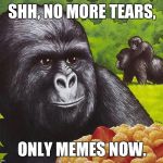 Only Memes Now | SHH, NO MORE TEARS, ONLY MEMES NOW. | image tagged in only,memes,now,gorilla,shh no tears only clinton now | made w/ Imgflip meme maker