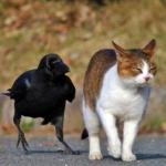 raven following cat