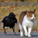raven following cat | WHY WON'T THIS DAMN BIRD STOP FOLLOWING ME AROUND? ALL THE OTHER CATS ARE STARTING TO MAKE FUN OF ME. | image tagged in raven following cat | made w/ Imgflip meme maker