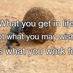Hard Working Dung Beetle | What you get in life; Is not what you may wish for. It's what you work for. | image tagged in hard working dung beetle | made w/ Imgflip meme maker