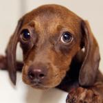 eager pup