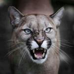 growling cougar mountain lion