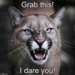 growling cougar mountain lion | Grab this! I dare you! | image tagged in growling cougar mountain lion | made w/ Imgflip meme maker