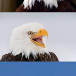bad pun eagle meme