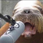 walrus at microphone