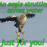 jesus eagle | An eagle strutting across water; just for you! | image tagged in jesus eagle | made w/ Imgflip meme maker
