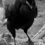 Cawing crow