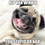 Funny pug | RIP VAN WINKLE; YOU STUPID OR NAH | image tagged in funny pug | made w/ Imgflip meme maker