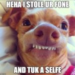 tuna dog | HEHA I STOLE UR FONE; AND TUK A SELFE | image tagged in tuna dog | made w/ Imgflip meme maker
