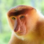 proboscis monkey