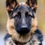 German Shepherd | BACK IN MY DAY I CHEWED YOU; SHOES, FEET, WALLS AND BED | image tagged in german shepherd | made w/ Imgflip meme maker