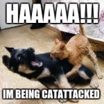 Cat Dog Fight | HAAAAA!!! IM BEING CATATTACKED | image tagged in cat dog fight | made w/ Imgflip meme maker