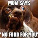 UGLY DOG | MOM SAYS " NO FOOD FOR YOU" | image tagged in ugly dog | made w/ Imgflip meme maker