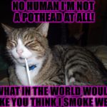 TOO STONED CAT | NO HUMAN I'M NOT A POTHEAD AT ALL! WHAT IN THE WORLD WOULD MAKE YOU THINK I SMOKE WEED? | image tagged in too stoned cat | made w/ Imgflip meme maker