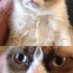 I think we all feel like this at work sometimes Admit it | ANGER MANAGEMENT; YOU MEAN, PLANNING WHO'S BUTT TO KICK IN ADVANCE? | image tagged in grumpy cat,random,anger management,interesting,work | made w/ Imgflip meme maker